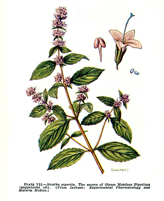 MENTA PIPERITA HOJAS BOTER