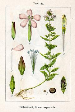 SAPONARIA HIERBA/RAÍZ BOTER