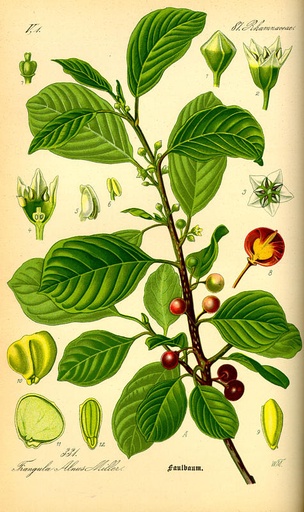 CASCARA SAGRADA BOTER