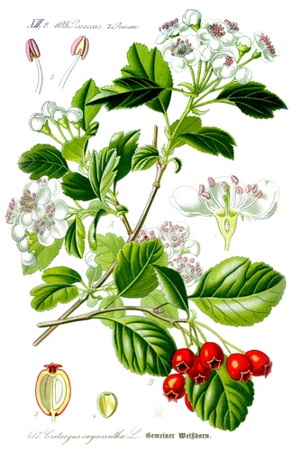 CRATAEGUS BOTER