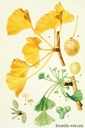 GINKGO HOJAS BOTER