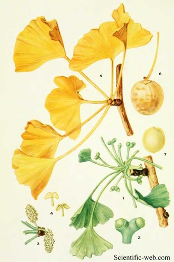 GINKGO HOJAS BOTER