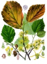 HAMAMELIS HOJA BOTER