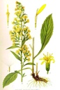 VARA DE ORO (SOLIDAGO) BOTER