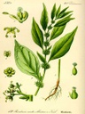 CASCARA DE PSYLLIUM - PLANTAGO ISPAGHULA BOTER